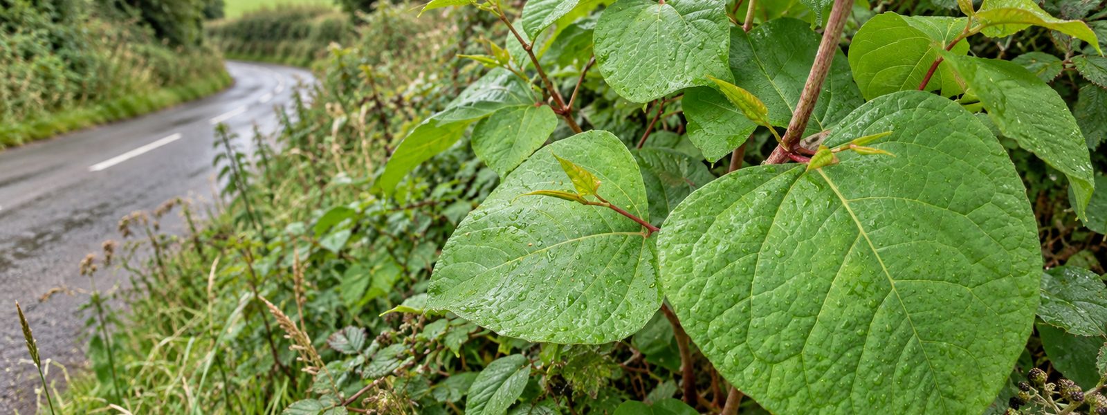 Knotweed Management in Bracknell
