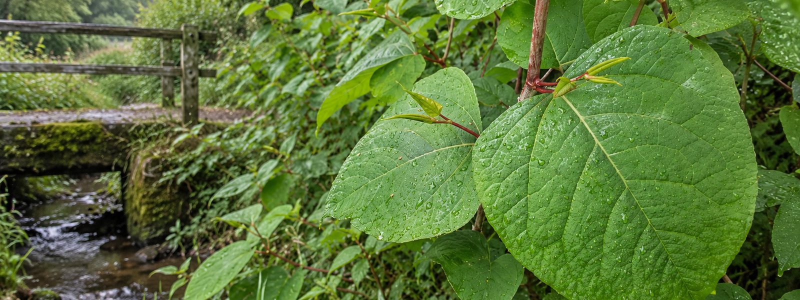 Knotweed Management in Exeter